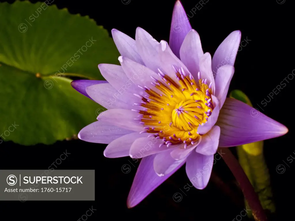 Aquatic plant, Lavender Water Lily on black background.