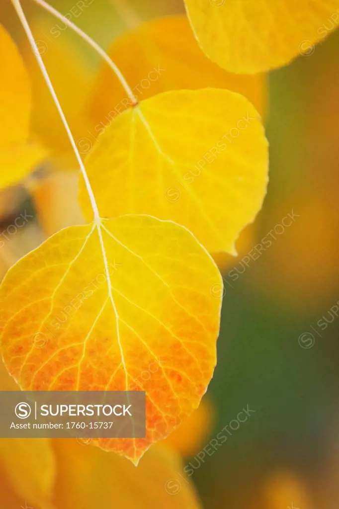 California, Eastern sierras, Beautiful aspen tree displaying vibrant fall colors