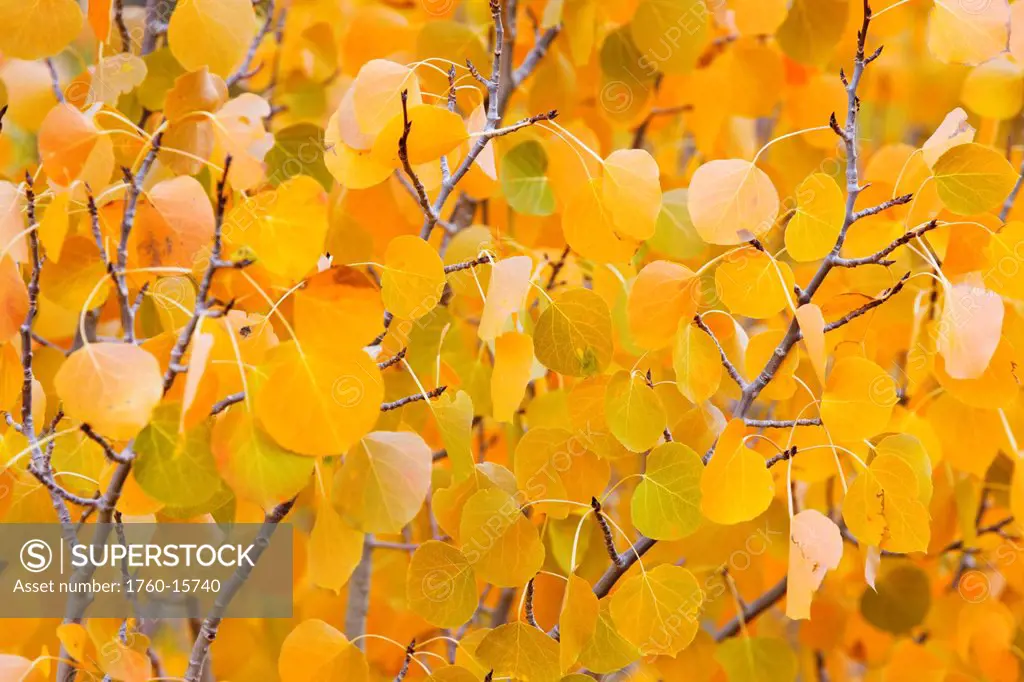 California, Eastern sierras, Beautiful aspen tree displaying vibrant fall colors
