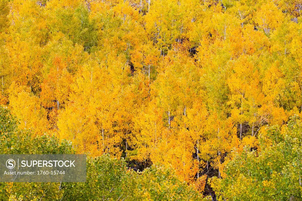 California, Eastern Sierras, Beautiful Aspen trees displaying vibrant fall colors