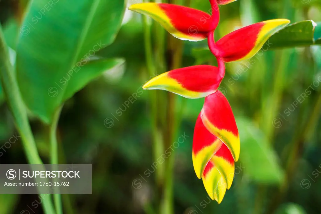 Hawaii, Maui, Lobster Claw Heliconia blossom