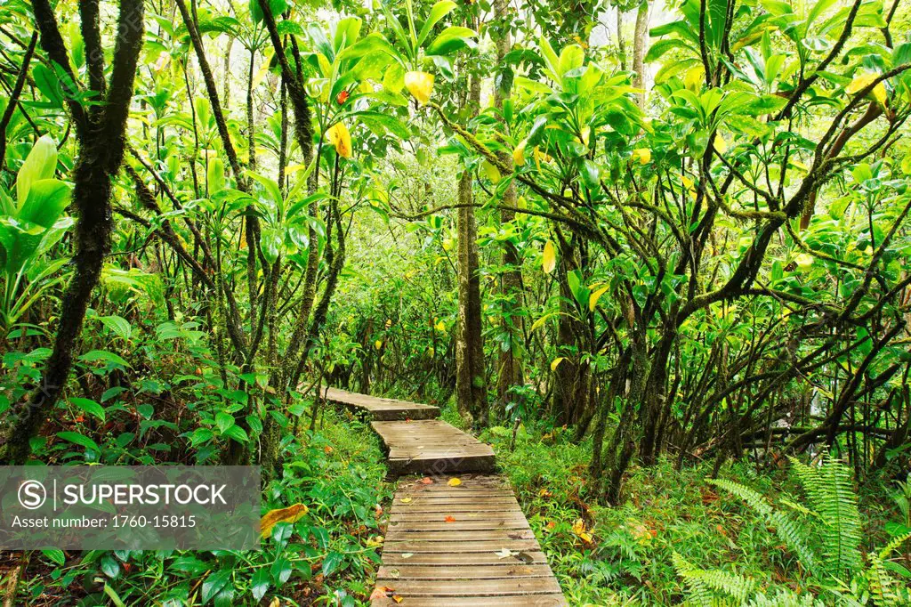 Hawaii, Maui, Kipahulu, Haleakala National Park, Boardwalk through lush jungle on the Pipiwai trail