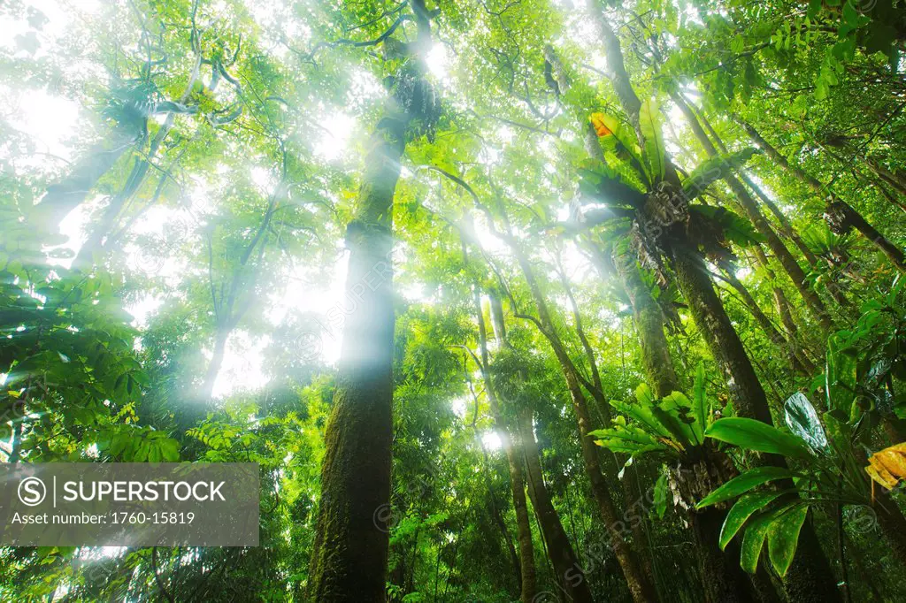 Hawaii, Maui, Kipahulu, Haleakala National Park, Light rays filtering through jungle canopy