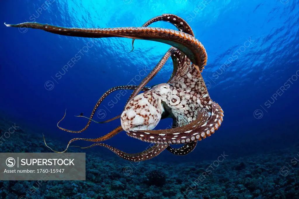 Hawaii, Day Octopus Octopus cyanea swimming at the ocean bottom