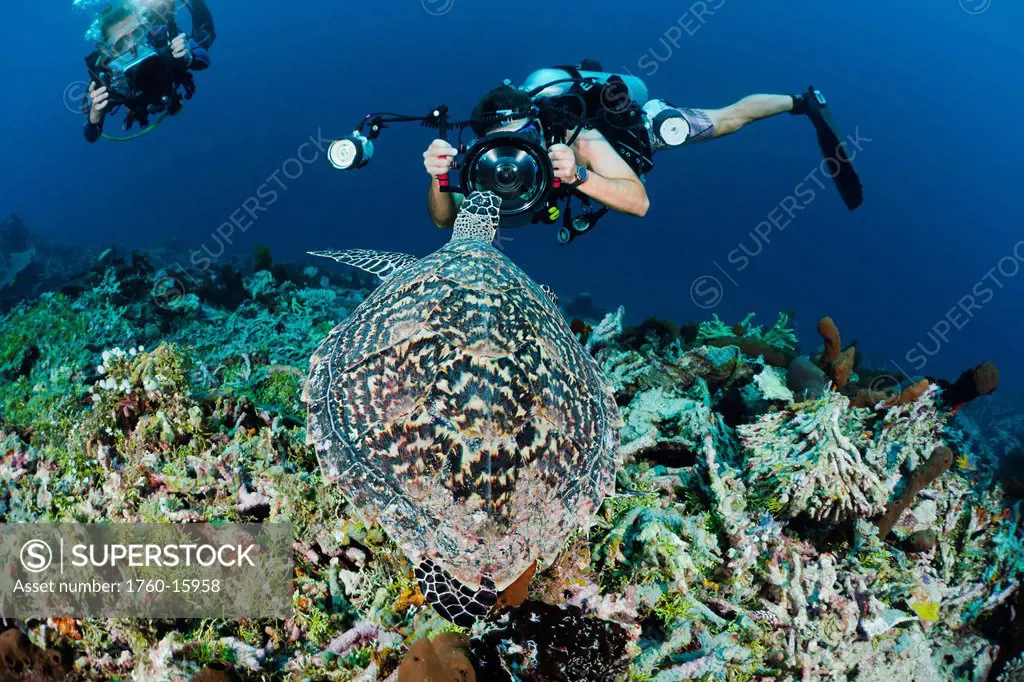 Indonesia, Divers photographing a Hawksbill Turtle Eretmochelys imbricata on a reef