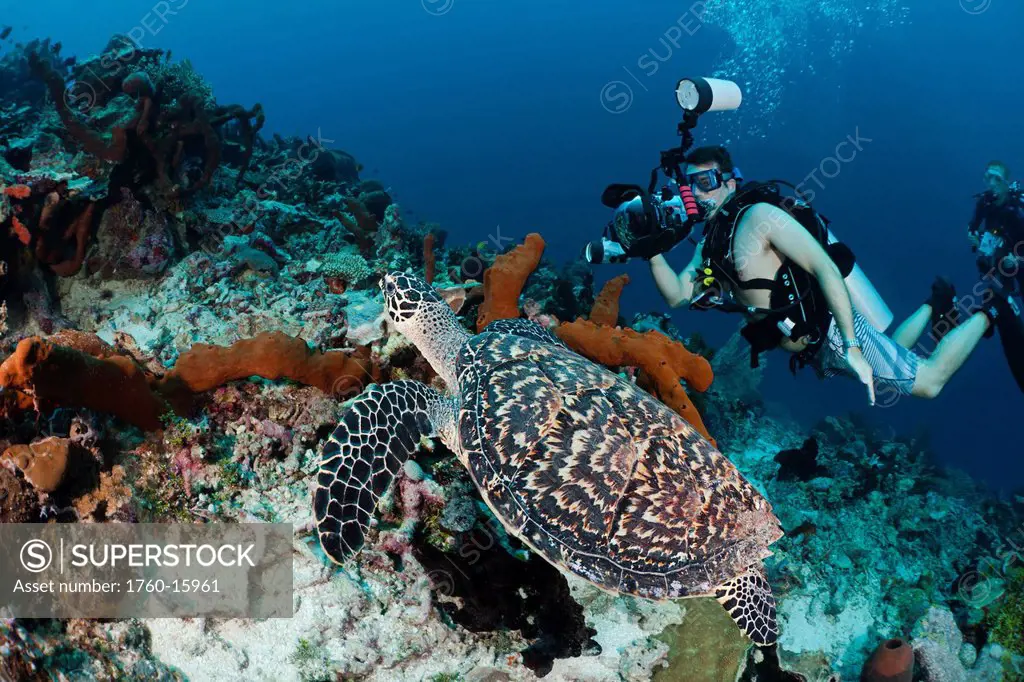 Indonesia, Divers photographing a Hawksbill Turtle Eretmochelys imbricata on a reef