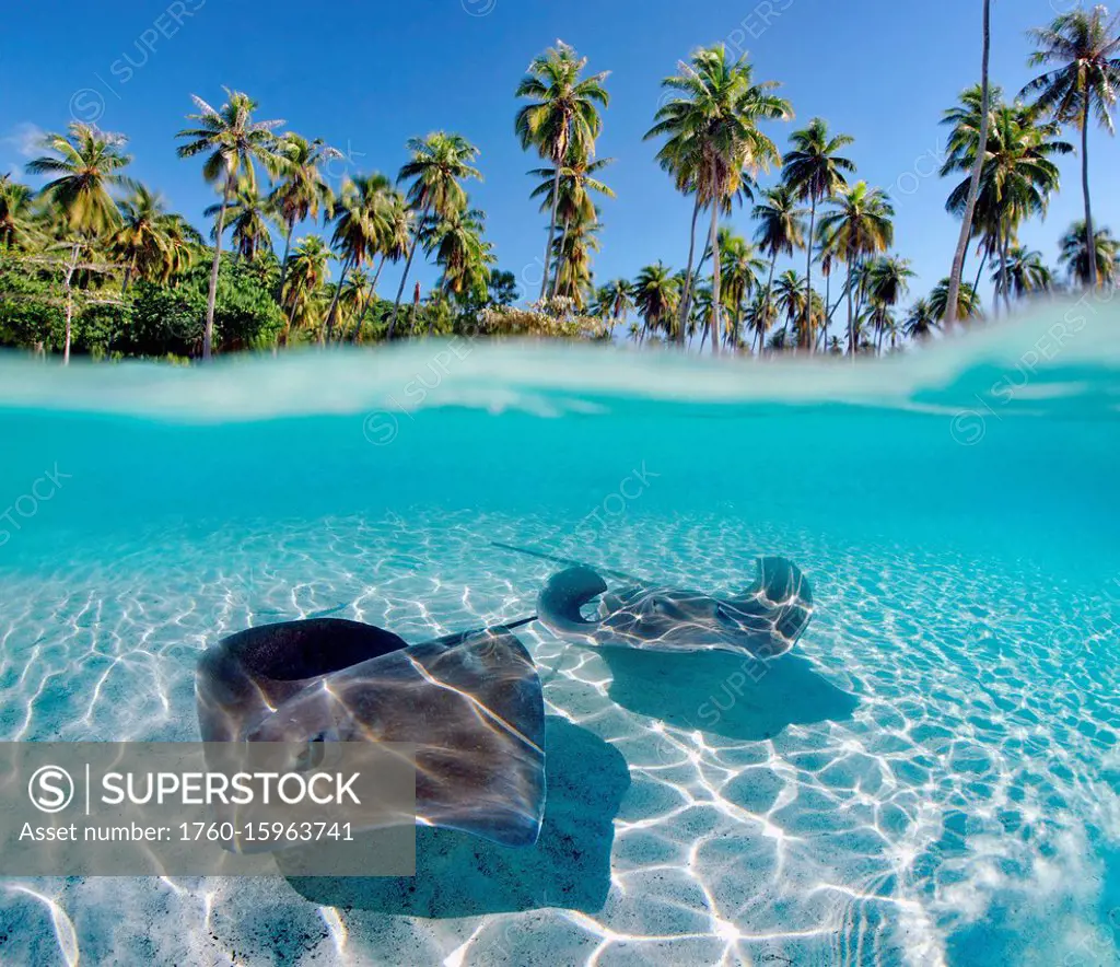 French Polynesia, Tahiti, Moorea, Two Stingray In Beautiful Turquoise Water.