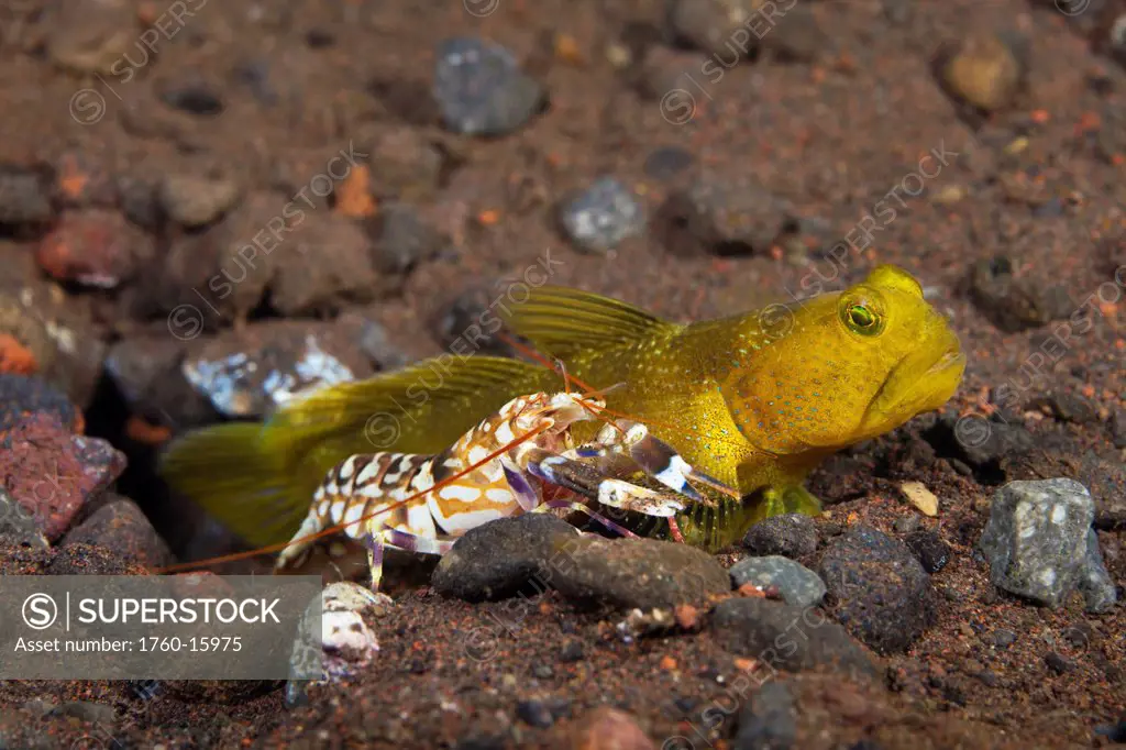Indonesia, Bali, Tulamben, Yellow Shrimp Goby Cryptocentrus cinctus living with a Blind Snapping Shrimp Alpheus sp.