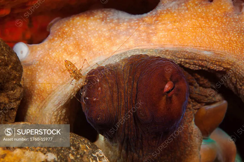 Indonesia, Bali, tulambe, Rock Shrimp Urocaridella antonbruunii on a Day Octopus Octopus cyanea