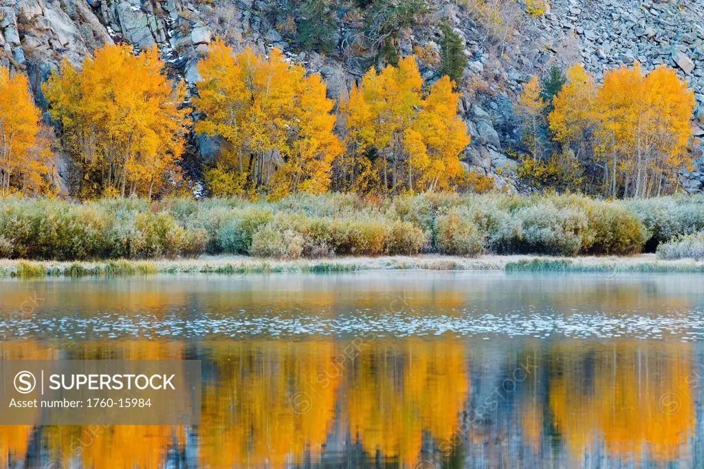 California, Eastern Sierras, Vibrant autumn scene reflecting in a mountain lake