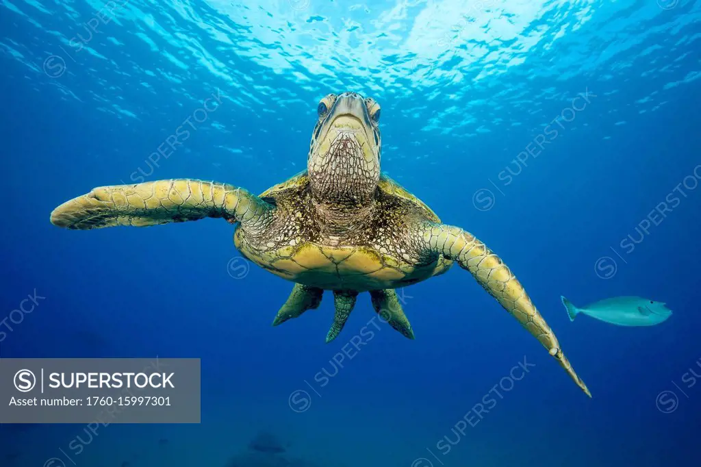 This is one of many green sea turtles (Chelonia mydas), an endangered species, gather at a cleaning station off West Maui; Maui, Hawaii, United States...