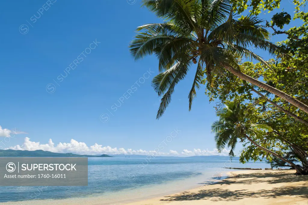 Fiji, Beach and cocopalm trees at Matangi Private Island Resort.