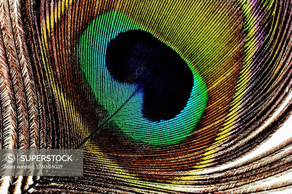 Studio shot of a Peacock feather.
