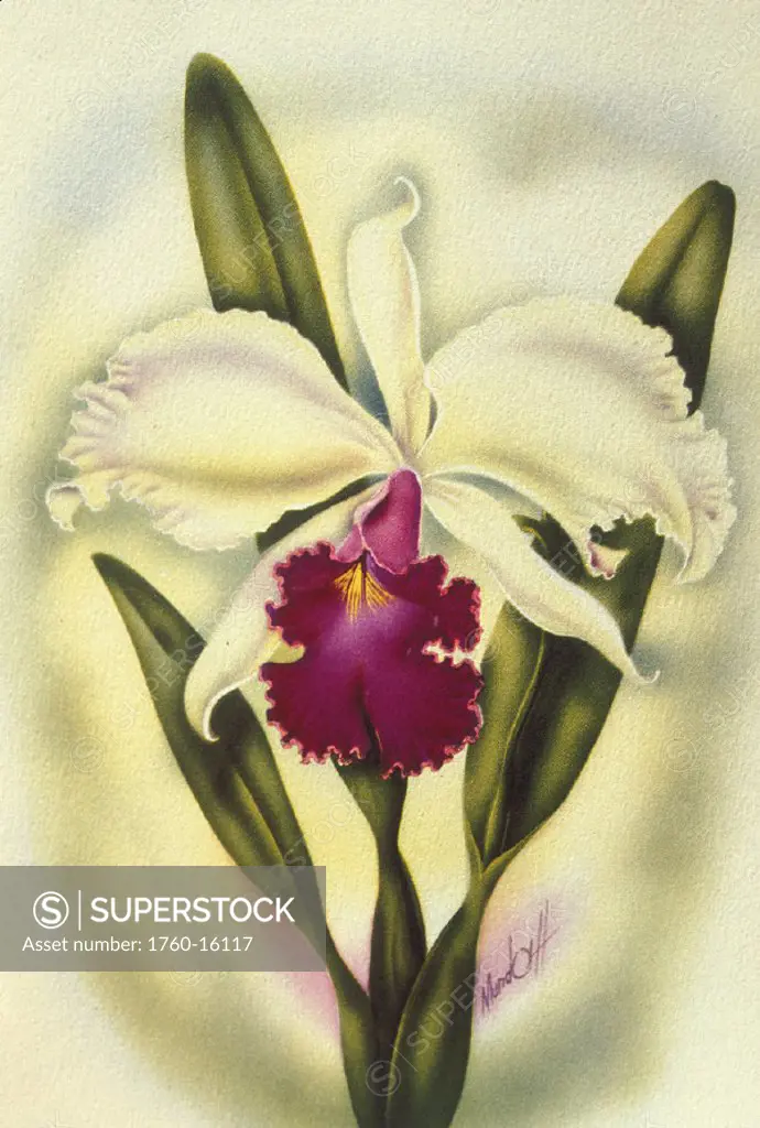 c.1940 Hawaii, Art, Cattleya Orchid