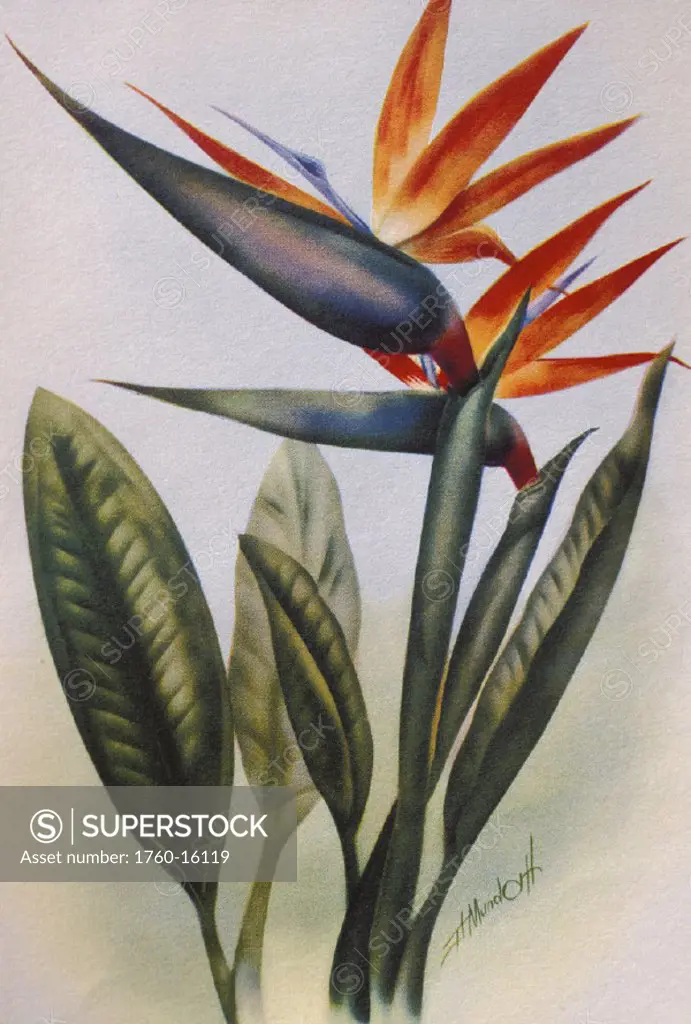 c.1940 Hawaii, Art, Bird of Paradise flower