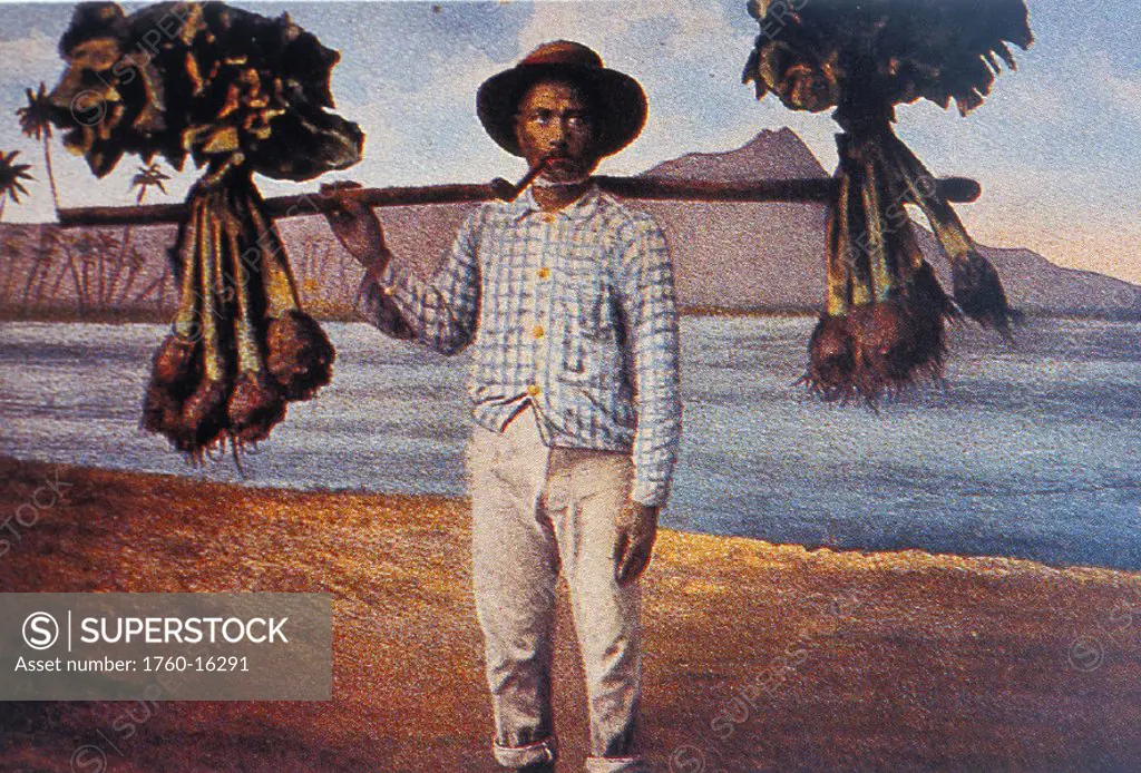 c.1905 Hawaii, Oahu, Postcard of Hawaiian man carrying taro on stick with Diamond Head in background