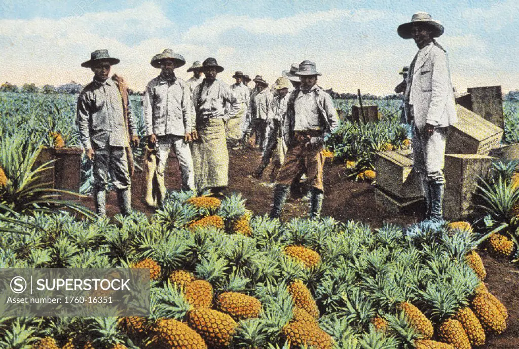 c.1905 Hawaii, Oahu, Wahiawa, farmers standing in field over ripe pineapples, postcard