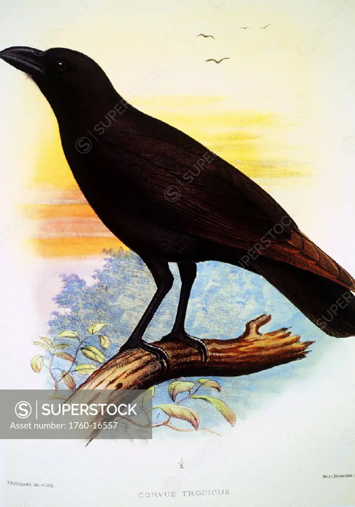 c.1893-1900 illustration, crow or alala, native Hawaiian bird.
