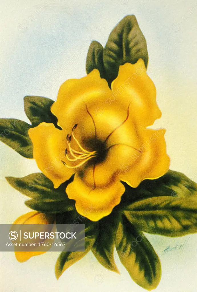 c.1940 Illustration, Hawaiian flower, Cup of Gold, Mundorf