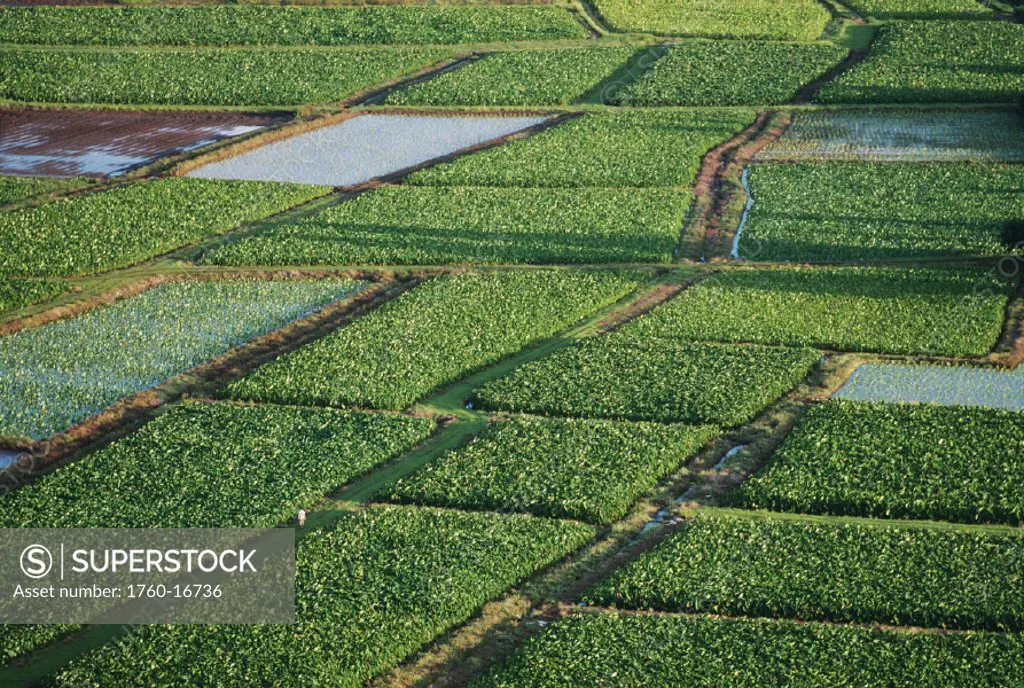 Hawaii, Kauai, Hanalei, Overview of fields in valley