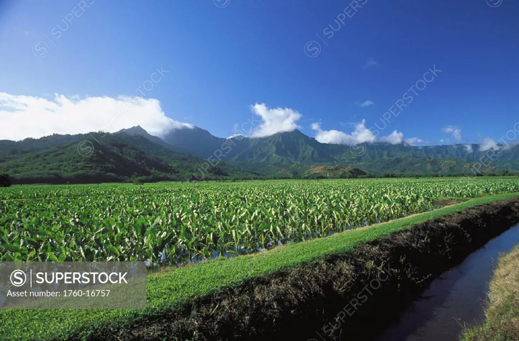 Hawaii, Kauai, Hanalei Valley, with taro fields foreground scenic view, agriculture