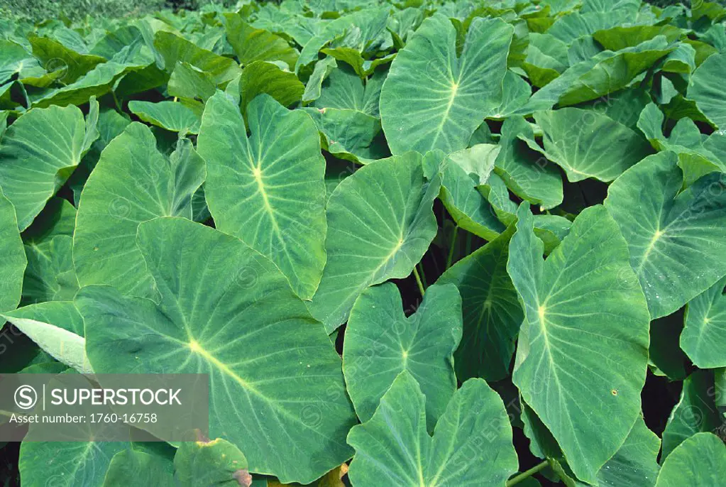 Hawaii Maui Kahakuloa taro field closeup of large leaves agriculture