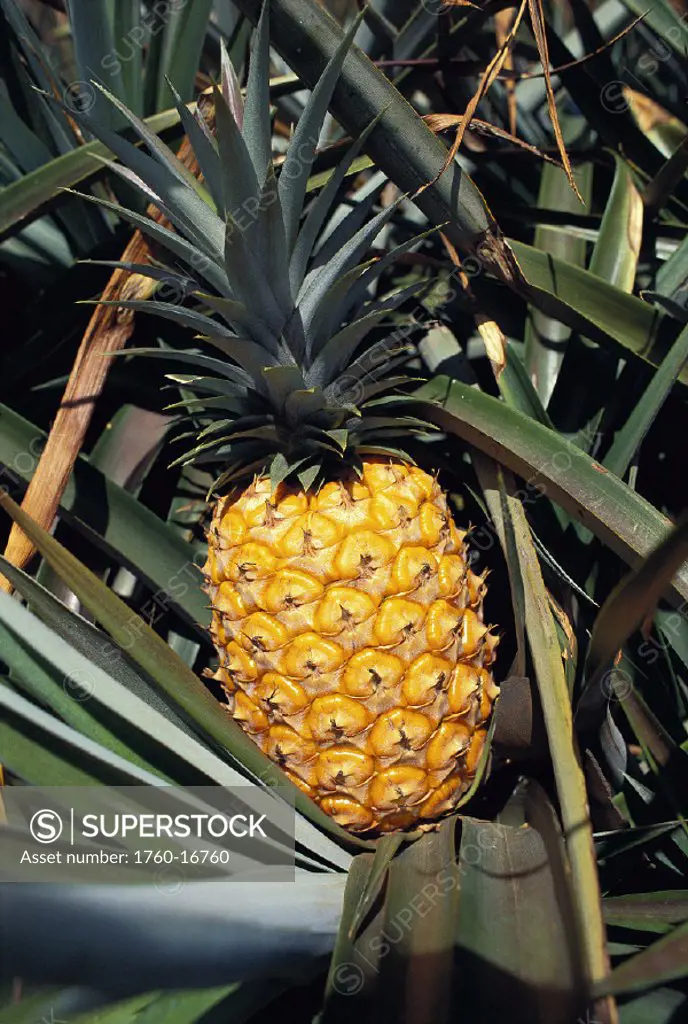 Hawaii Lanai closeup of ripe yellow pineapple in fields, agriculture