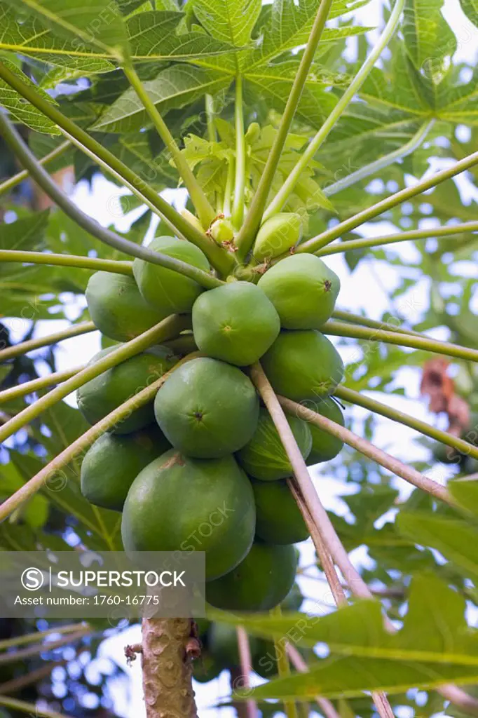 Hawaii, Big Island, Kona, Papaya growing from tree