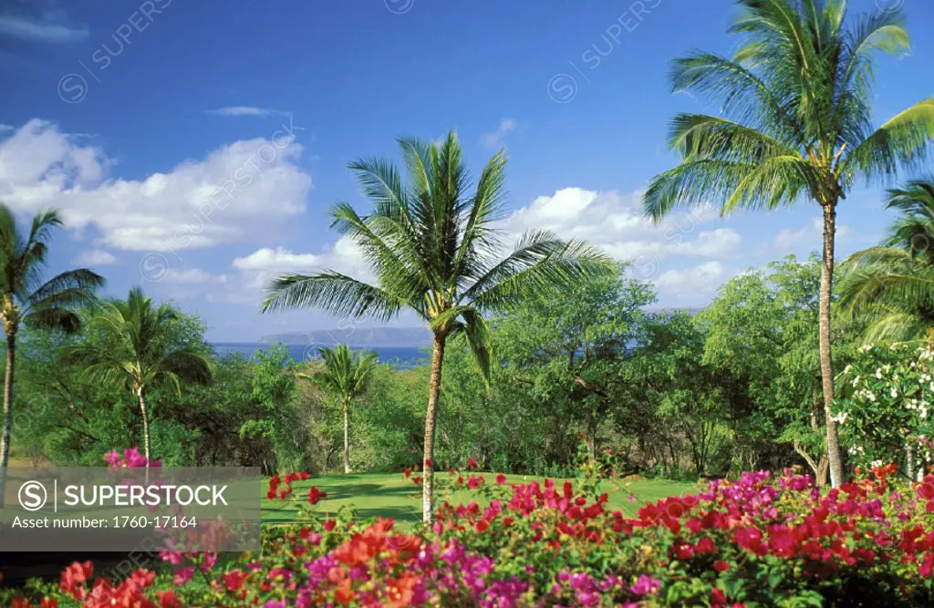 Hawaii, Maui, Makena beach Golf Course, bougainvillea in foreground, blue sky