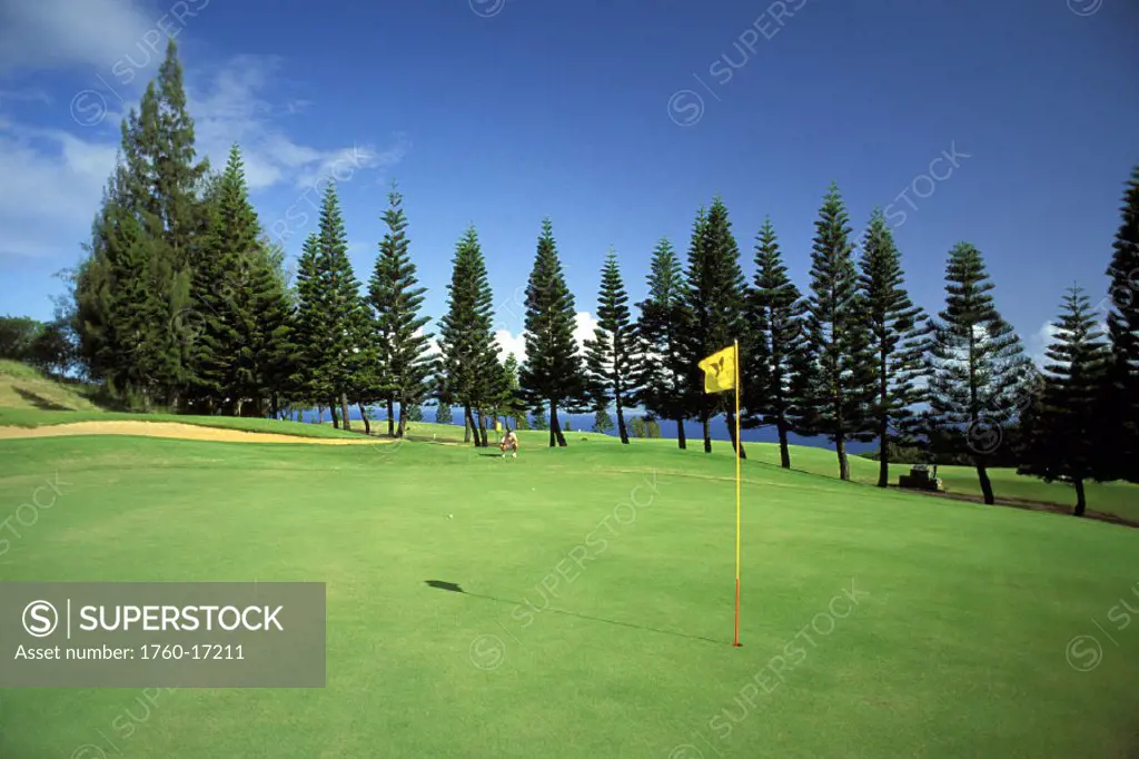 Hawaii, Maui, Kapalua Golf Club Plantation Course yellow flag at hole, man distance study shot pine tree background