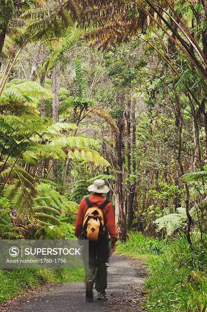 Hawaii, Big Island, Hawaii Volcanoes National Park, hiker walking trail through native rainforest at Thurston Lava Tube