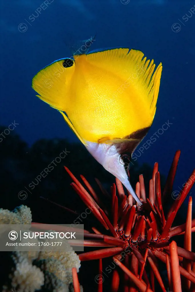 Hawaii, longnose butterfly fish (forcipiger sp) over pencil urchin A85D