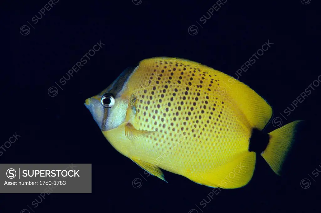 Hawaii, Closeup side view of milletseed butterflyfish (Chaetodon miliaris) A83G