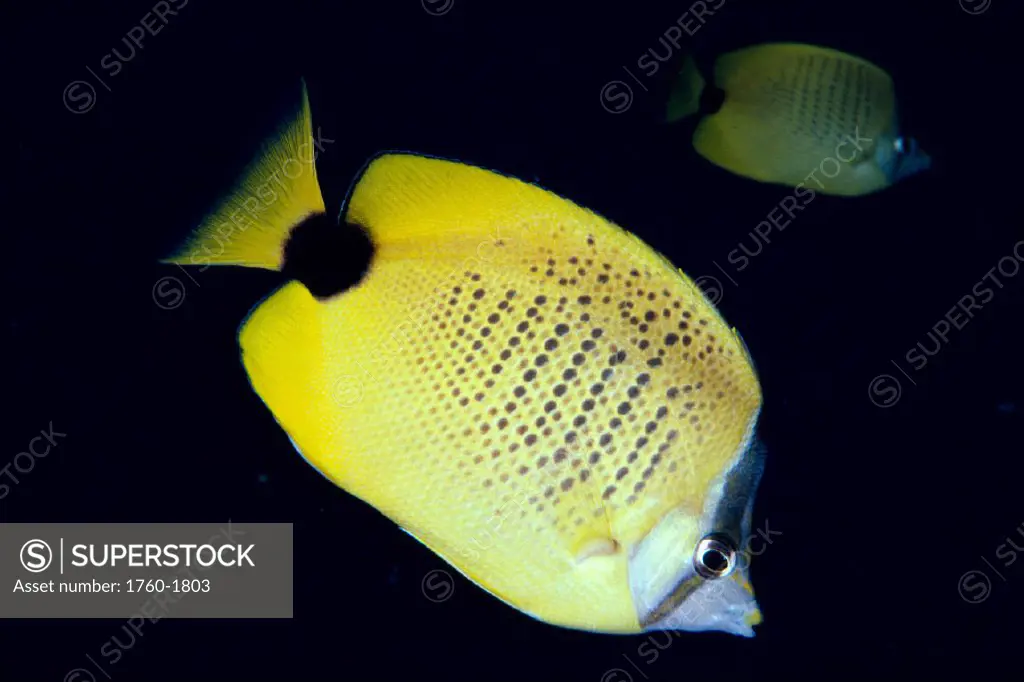 Milletseed butterflyfish (Chaetodon miliaris) Hawaii B1909