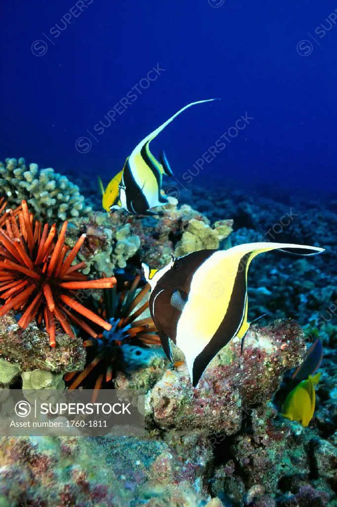 Hawaiian Reef scene, Moorish Idol, slate pencil sea urchin, and reef fish C1959