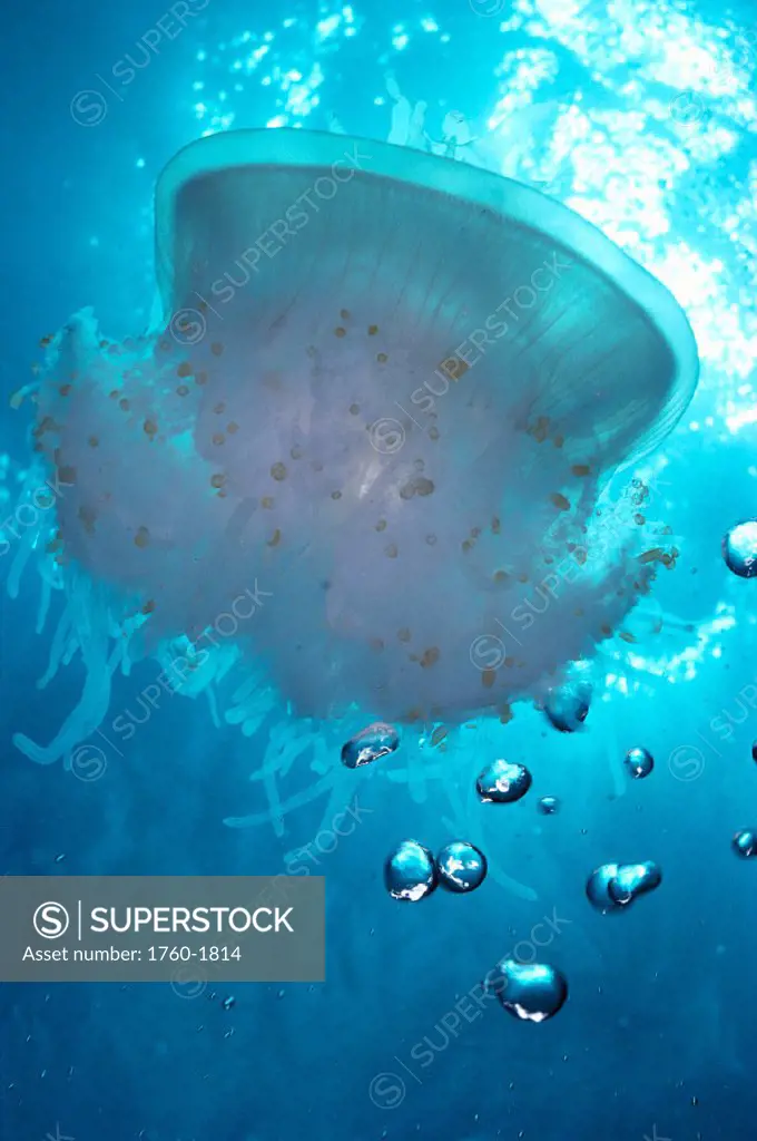 HI, Jellyfish in turquoise water, air bubbles, sunburst (Cephea cephea) C1964