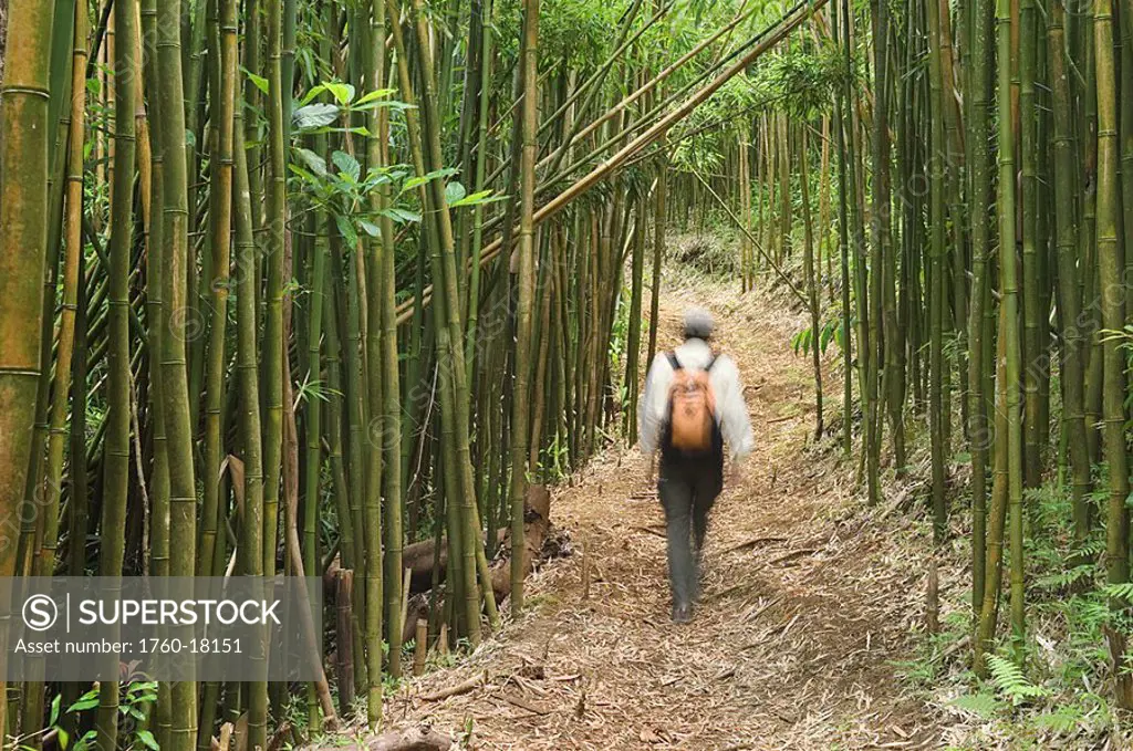 Hawaii, Oahu, Hiker in bamboo forest on Moleka trail above Makiki