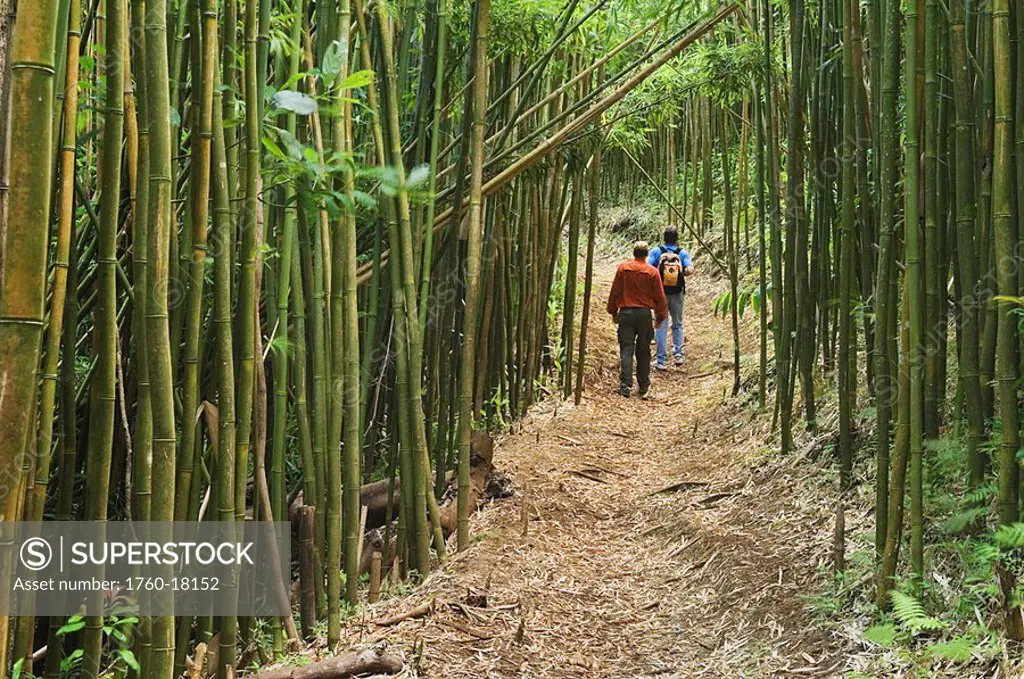 Hawaii, Oahu, Hikers in bamboo forest on Moleka trail above Makiki