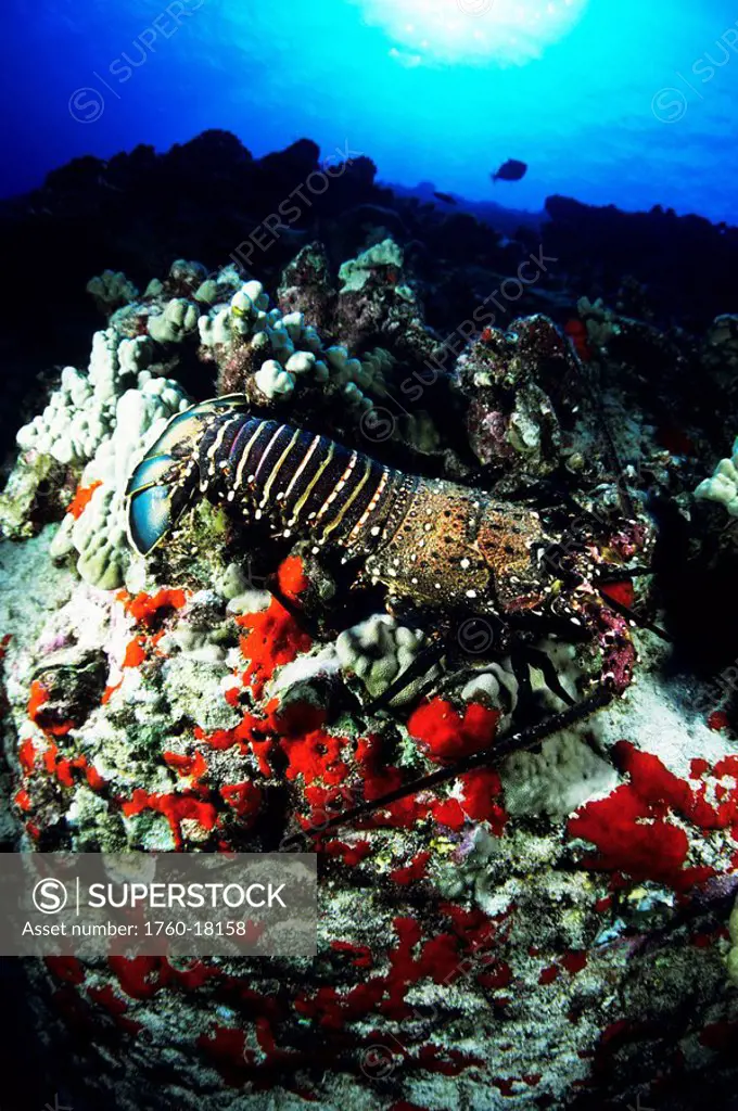 Hawaii, Hawaiian Spiny Lobster Panulirus marginatus on coral, underwater.