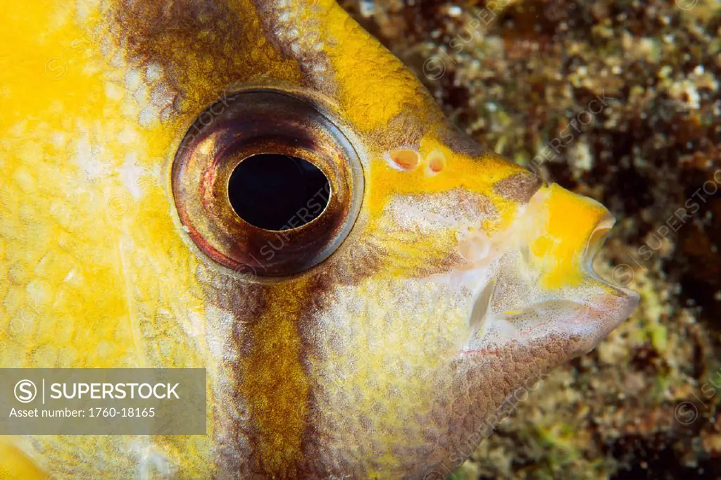 Milletseed butterflyfish (Chaetodon miliaris) closeup eye detail
