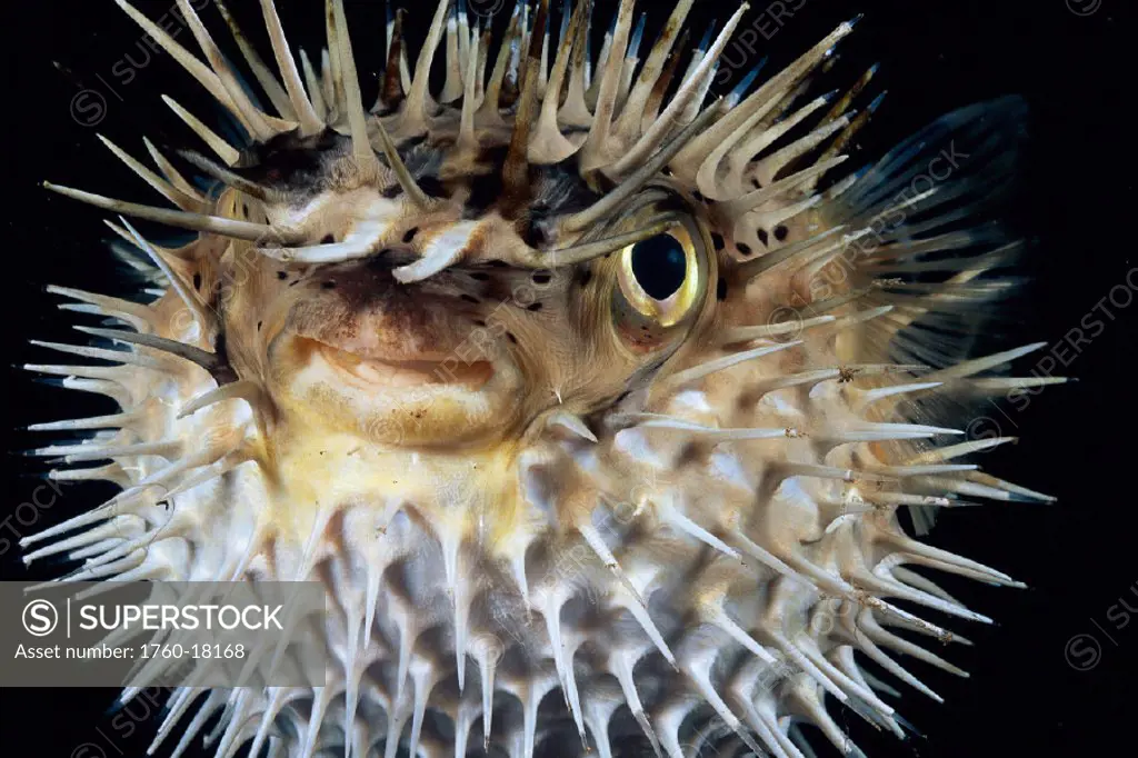 Hawaii, Spiny puffer (Diodon holocanthus) closeup with mouth open, black background