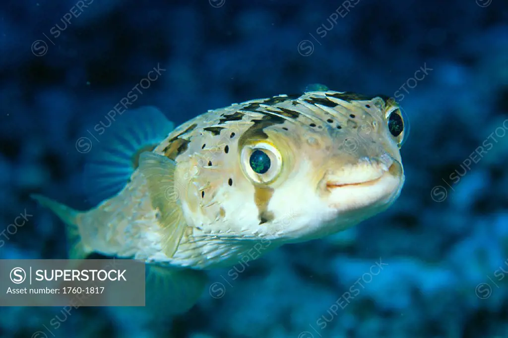 Closeup front view of a spiny puffer fish (Diodon holocanthus) C1973