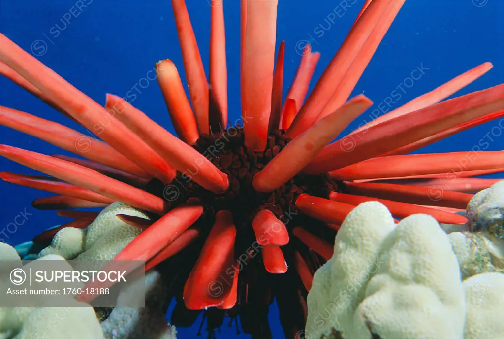 HI, Slate pencil sea urchin (Heterocentrotus mammillatus) in clear blue water, coral