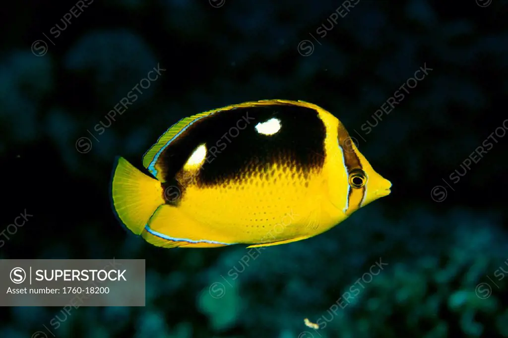 Hawaii, Fourspot butterfly fish, side view (Chaetodon quadrimaculatus)
