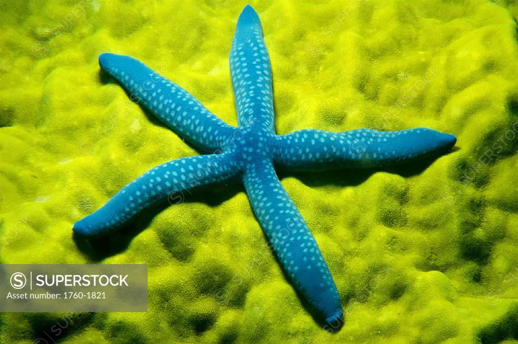 Closeup of blue starfish on poritirs coral (Linckia laevigata) C1921