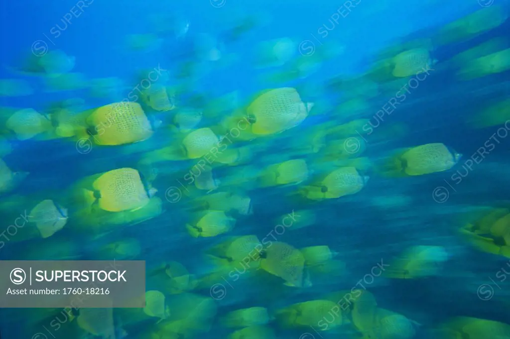 Hawaii, blurred motion of milletseed butterflyfish swimming, Chaetodon miliaris