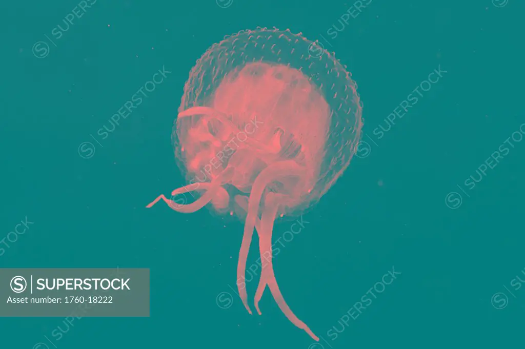 Hawaii, Jellyfish close-up in black ocean, View from below Black and white photograph