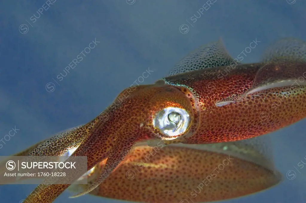 Hawaii, two oval squid (sepioteuthis lessoniana) closeup.