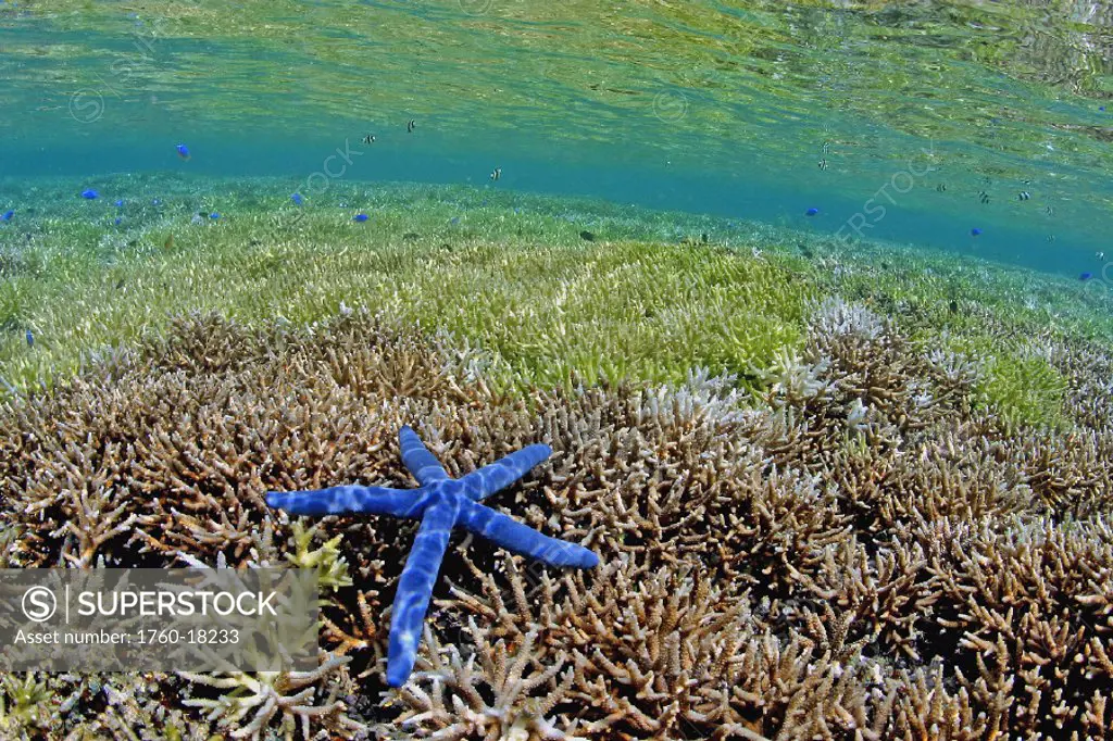 Indonesia, Banta Island, Blue Starfish on coral reef For use up to 13x20 only