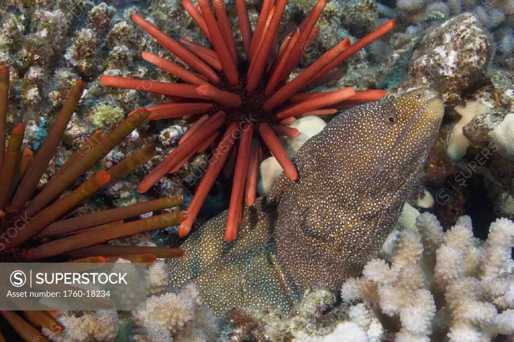Hawaii, Whitemouth Moray Eel (Gymnothorax meleagris) and slate pencil sea urchins (Heterocentrotus mammillatus).